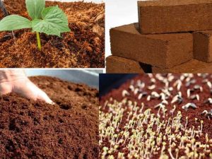 Coco Peat